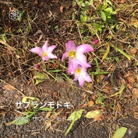 A3A29789-D85F-486E-B690-AF2317C66A34.jpeg