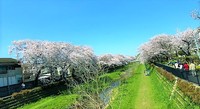 さくら3.jpg
