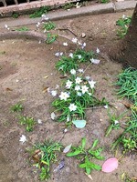 公園2.jpg