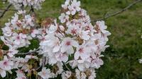 桜.jpg