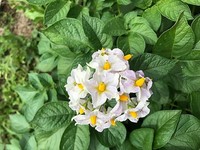 畑 じゃがいも花.jpg