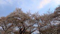 野川公園.jpg